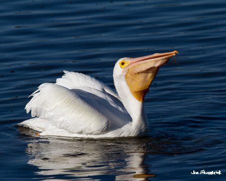 White Pelican