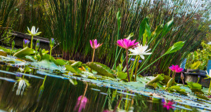 4 Day Everglades Photo Adventure January and March 2015