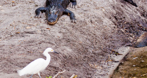 Mastering Exposure – White Birds  by Joe Fitzpatrick