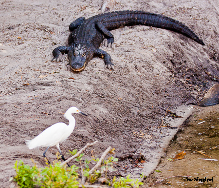 Mastering Exposure – White Birds  by Joe Fitzpatrick