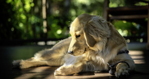 Six steps to Better Dog photography