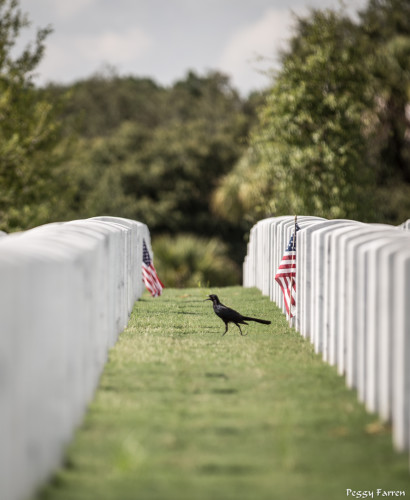 Sarasota National Cemetery Peggy Farren