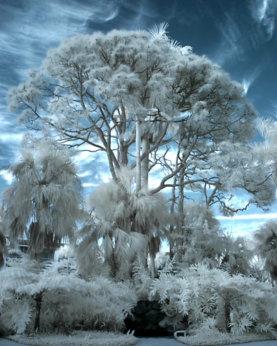 Infrared Tree 