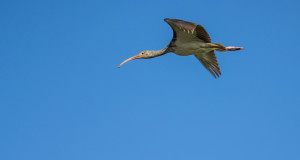 Lessons in Nature Photography