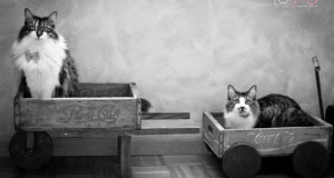 How to Photograph Cats – It’s Easier Than You Think!
