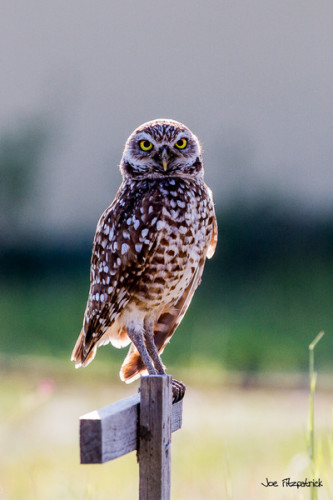 burrowing owl joe fitzpatrick