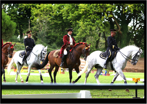 Horses