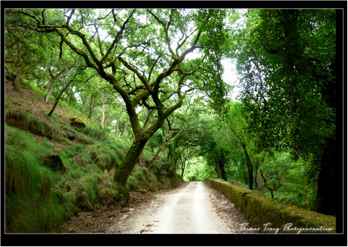 Tapada Tom Tracy Photography Portugal