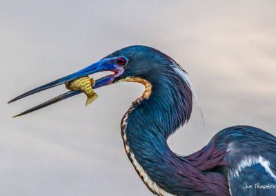 heron Joe Fitzpatrick