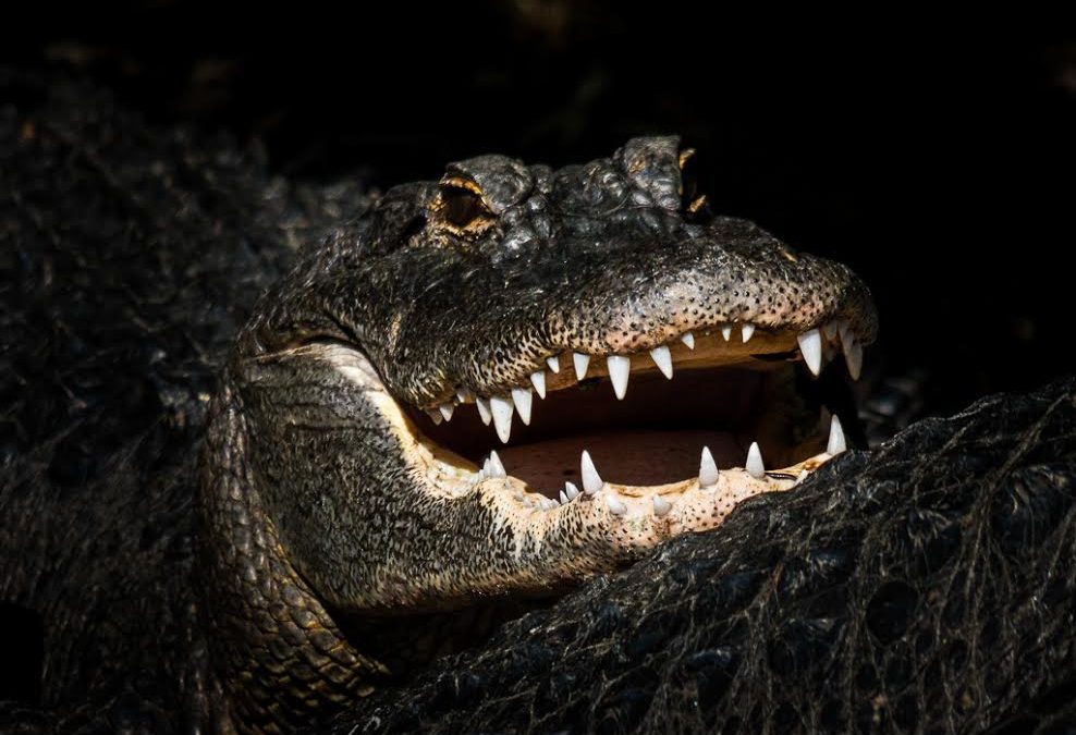 Photographing Everglades National Park
