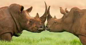 big-five-south-africa-rhino-manyeleti