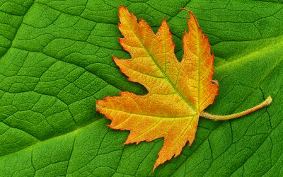 Tips for Basic Macro Photography with Mike Moats