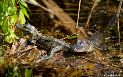 Best Photo Spots in Florida- Corkscrew Swamp Sanctuary