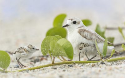 Tips for Photographing Birds at the Beach