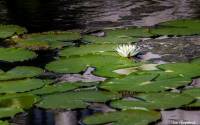 Best Photo Spots in Florida- Gardens of Hope and Courage