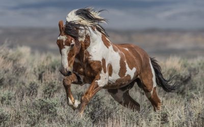 Tips for Photographing Wild Horses