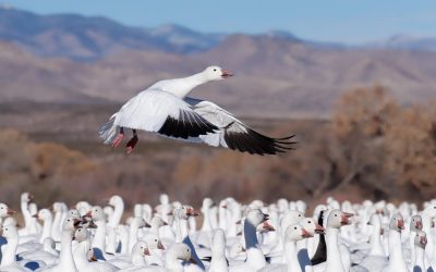 Bird Photography Tips and Gear Recommendations