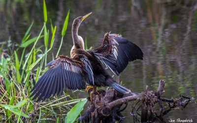 Best Photo Spots in Florida- Collier-Seminole State Park